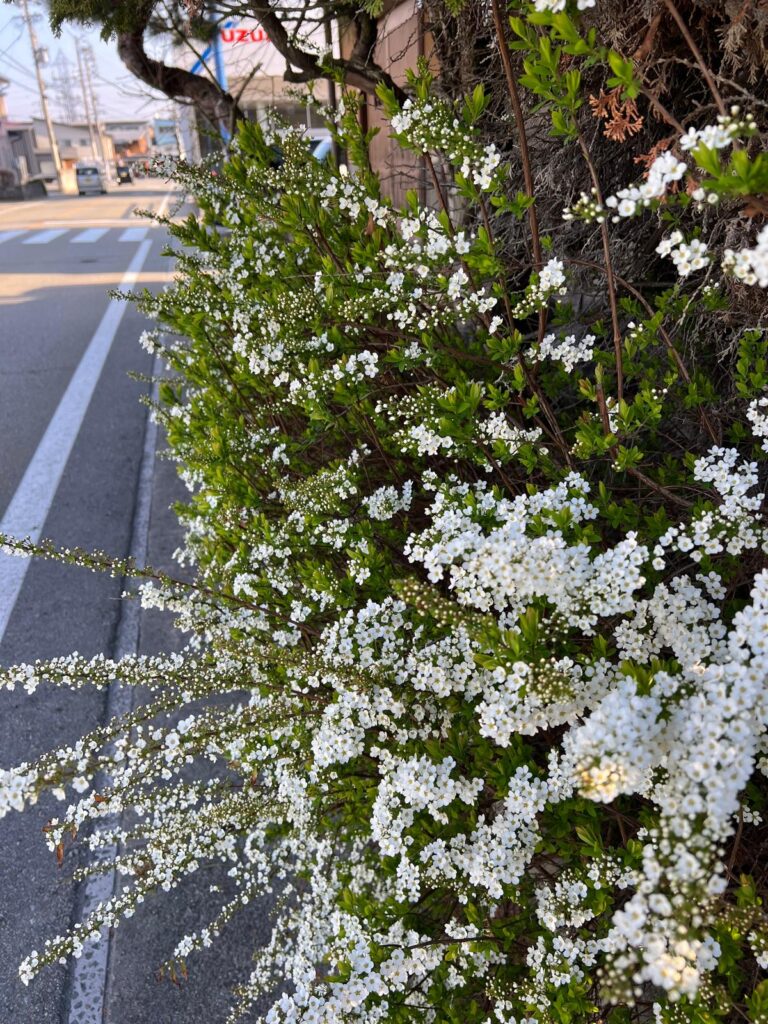 【高山好去處】一人飛驒古都清晨散步提案，漫遊宮川朝市，當地居民於家前種植的雪柳