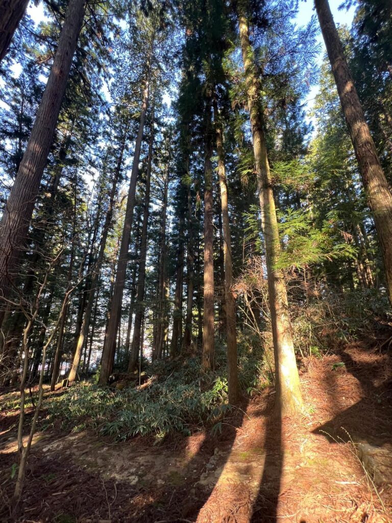 【高山好去處】一人飛驒古都清晨散步提案，漫遊宮川朝市、東山步道白山神社，衫木林