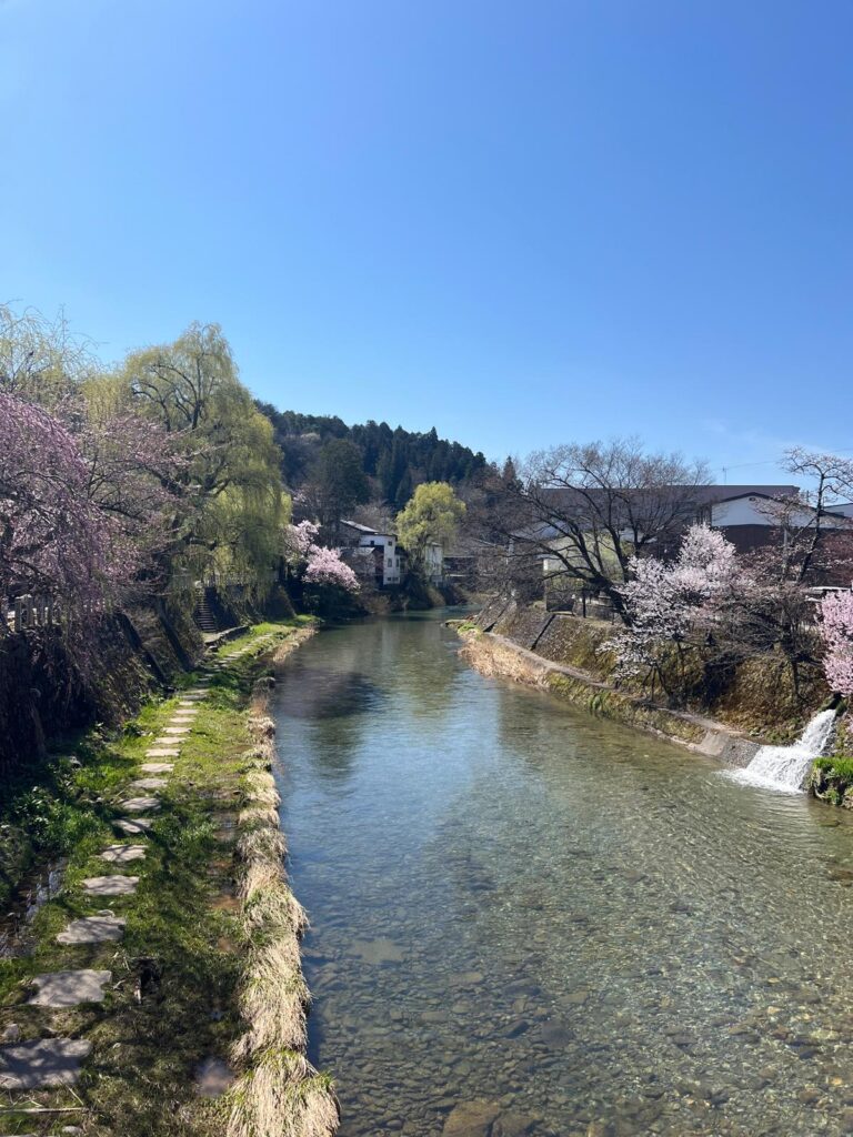 岐阜高山市內最美河川「宮川」，兩岸正是春天繁花盛開的季節